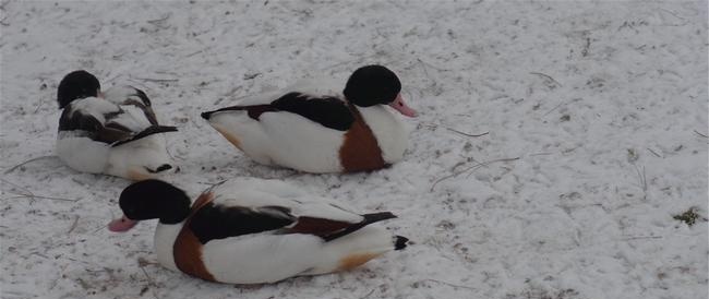 Overwintering van vogels voor de Turkmeense kust van de Kaspische Zee